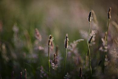 联机只能看不能玩？《采石场惊魂》新添狼群模式